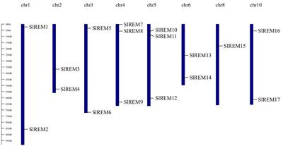 Molecular characterization and expression analysis of the remorin genes in tomato (Solanum lycopersicum L.)